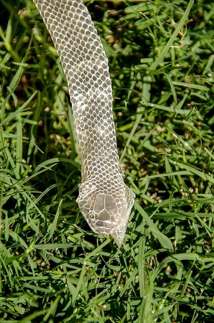 Snake Skin Earrings