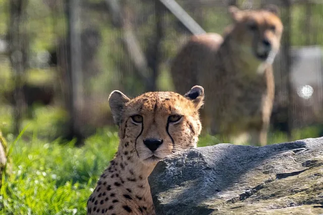 Cheetah Slip on Shoes