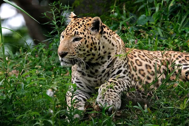 Leopard Tunic